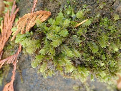 Fissidens adianthoides, photographed by Randal