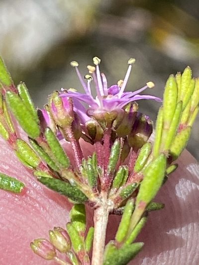 Agathosma purpurea, photographed by Dave U