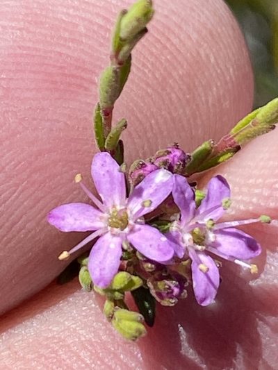 Agathosma purpurea, photographed by Dave U