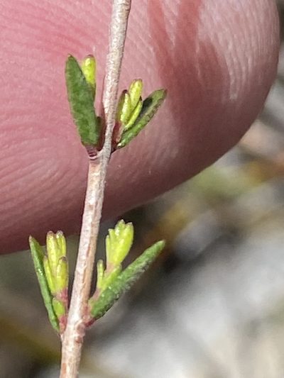 Agathosma purpurea, photographed by Dave U