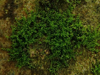 Myriocoleopsis minutissima, photographed by Daniel Cahen