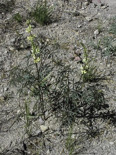 Lupinus angustiflorus, photographed by Craig Martin