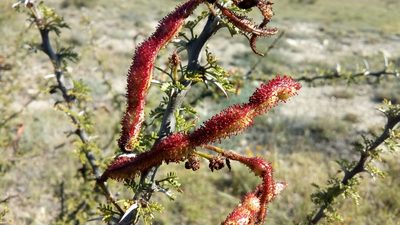 Vachellia glandulifera, photographed by Leticia Jiménez Hernández