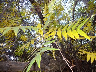 Juglans major, photographed by Andrew Tree