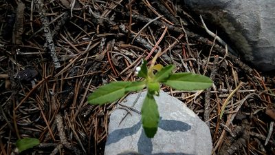 Euphorbia cuphosperma, photographed by Leticia Jiménez Hernández