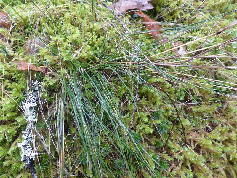Festuca occidentalis, photographed by J Straka