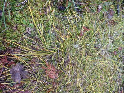 Carex inops, photographed by J Straka