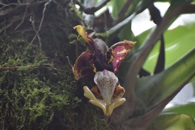 Stanhopea tigrina, photographed by J Alejandro González Castillo