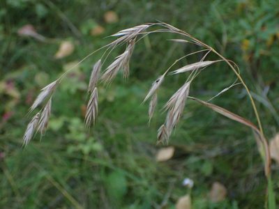 Bromus ciliatus, photographed by Mary Krieger