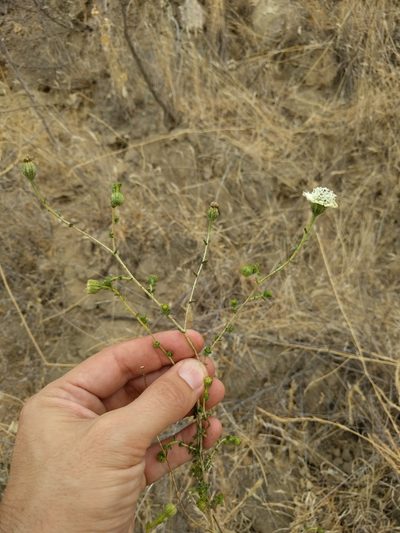 Blepharizonia laxa, photographed by Ken-ichi Ueda