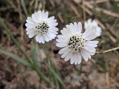 Blepharizonia laxa, photographed by Ken-ichi Ueda