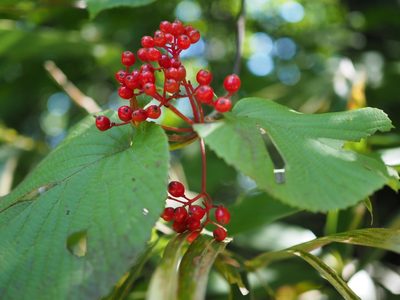 Viburnum furcatum, photographed by ITÔ, Hiroki