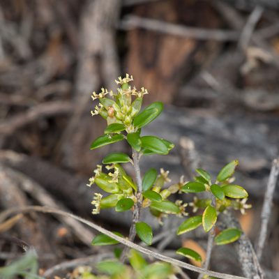 Acrotriche cordata, photographed by Kym Nicolson
