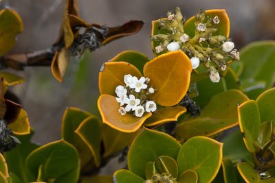 Logania crassifolia, photographed by Kym Nicolson