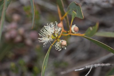 Eucalyptus diversifolia, photographed by Kym Nicolson