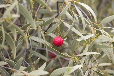 Santalum acuminatum, photographed by Kym Nicolson