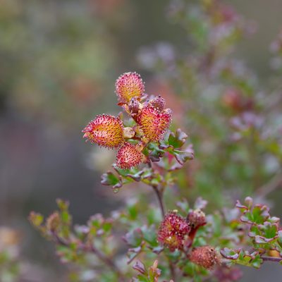 Dodonaea humilis, photographed by Kym Nicolson