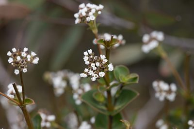 Logania ovata, photographed by Kym Nicolson