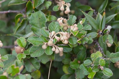 Pomaderris paniculosa, photographed by Kym Nicolson