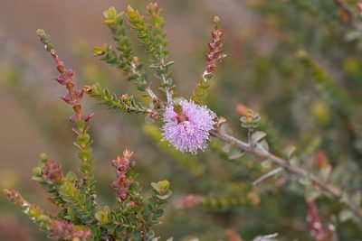 Melaleuca gibbosa, photographed by Kym Nicolson