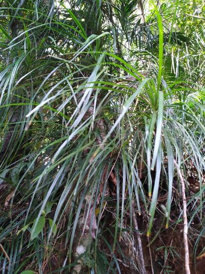 Freycinetia excelsa, photographed by Steve Fitzgerald