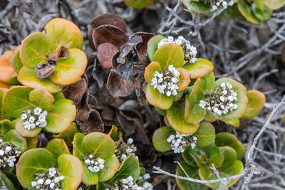 Logania crassifolia, photographed by Kym Nicolson