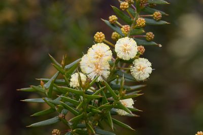 Acacia rupicola, photographed by Kym Nicolson