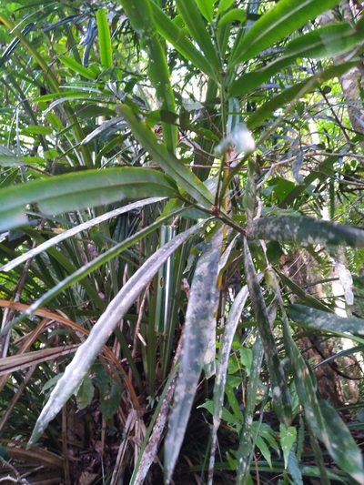 Podocarpus grayae, photographed by Steve Fitzgerald