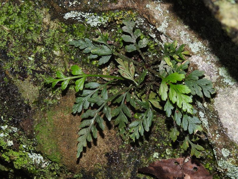Asplenium oldhamii, photographed by Jacy Chen