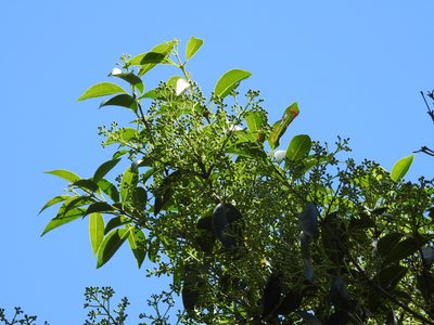 Syzygium formosanum, photographed by Jacy Chen