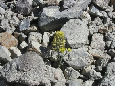 Draba aureola, photographed by Craig Martin