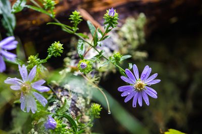 Symphyotrichum retroflexum, photographed by Melissa McMasters