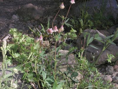 Trifolium productum, photographed by Craig Martin