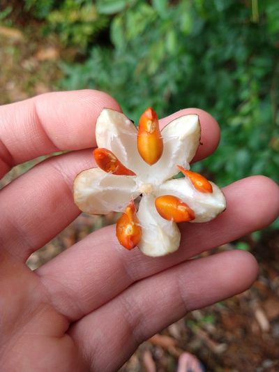 Cabralea canjerana, photographed by William G. Borges