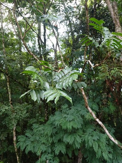 Cabralea canjerana, photographed by William G. Borges