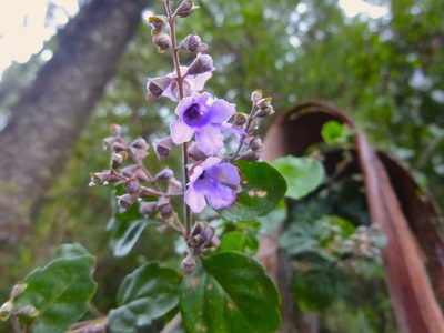 Prostanthera melissifolia, photographed by Kiri Bee