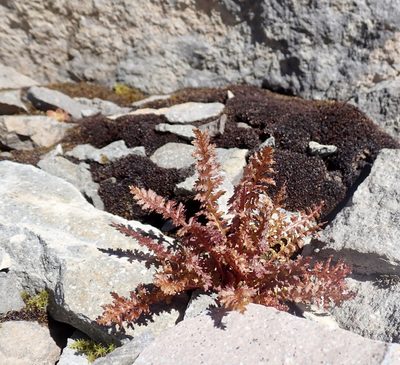 Pedicularis ornithorhynchos, photographed by John Brew