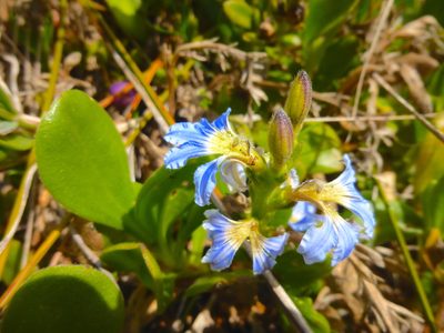 Scaevola calendulacea, photographed by Kiri Bee