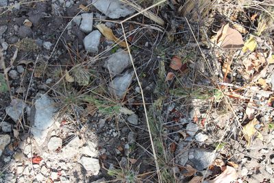 Grusonia schottii, photographed by Francisco Martínez González