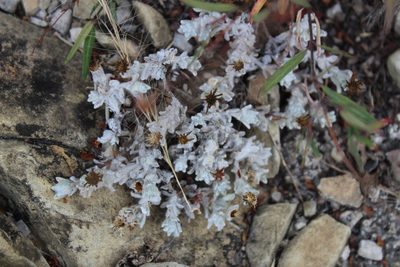 Thymophylla micropoides, photographed by Francisco Martínez González