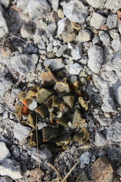 Ariocarpus trigonus, photographed by Francisco Martínez González