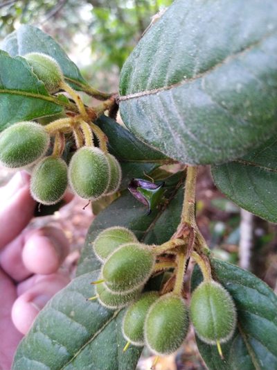 Pittosporum wingii, photographed by Steve Fitzgerald