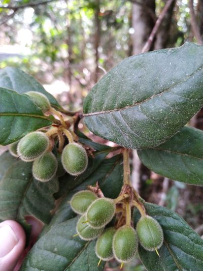 Pittosporum wingii, photographed by Steve Fitzgerald