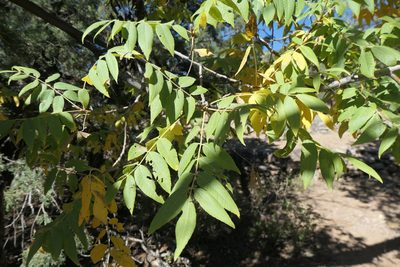 Juglans major, photographed by Jacob Saucier