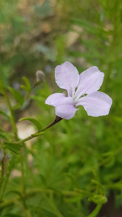Coopernookia barbata, photographed by Vale Jenny Conolly