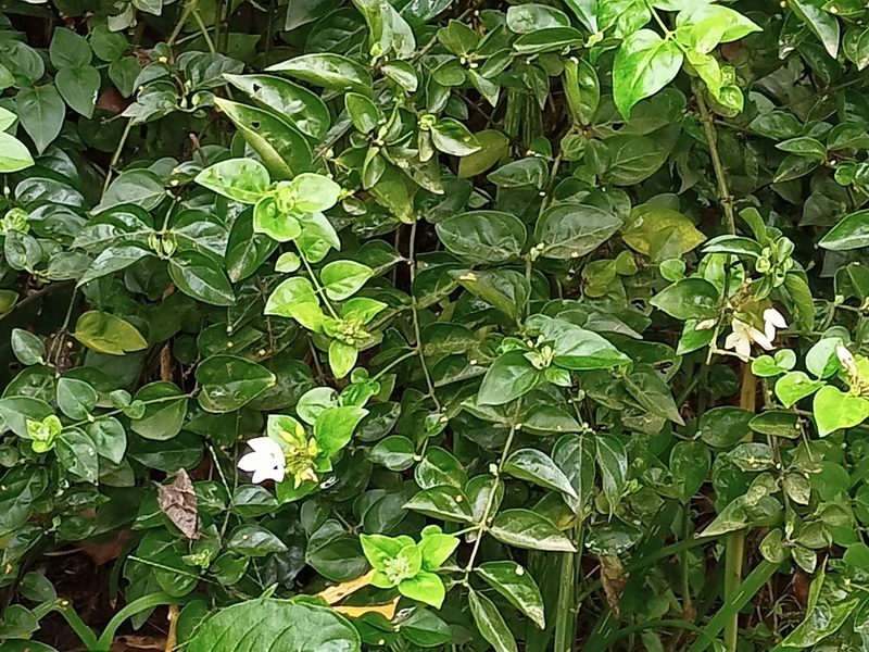 Jasminum sambac, photographed by Sabarni Sarker