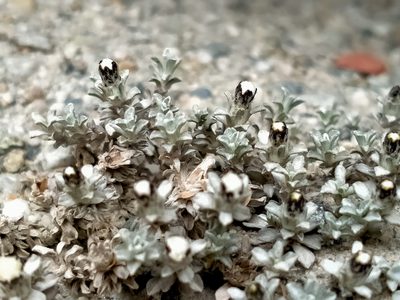 Raoulia apicinigra, photographed by John Barkla