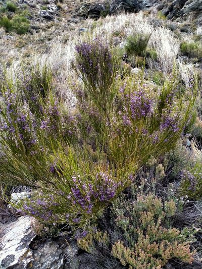 Carmichaelia compacta, photographed by John Barkla