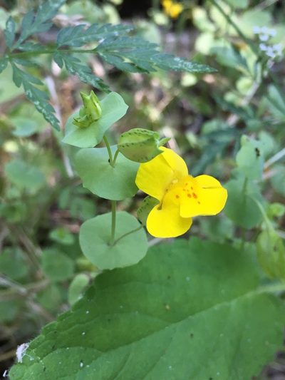 Erythranthe glaucescens, photographed by Matt Berger