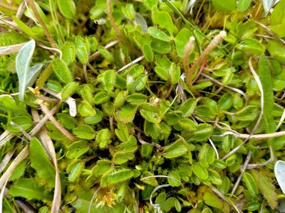 Ranunculus maculatus, photographed by John Barkla